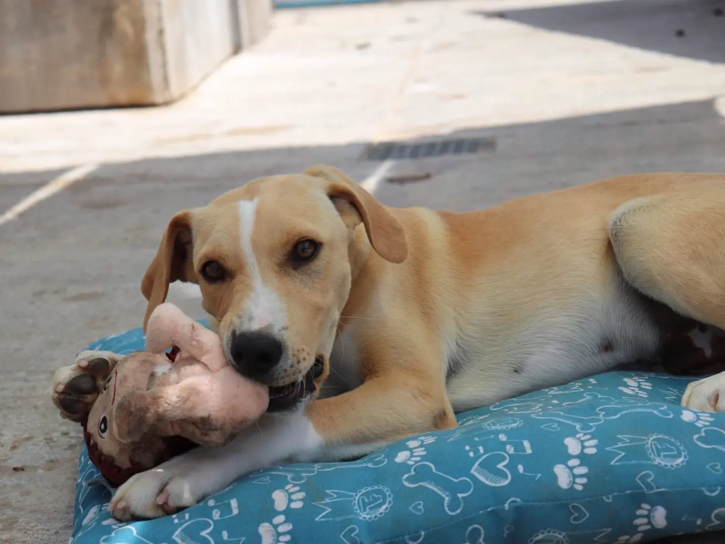 Adotta un cane, taglia media, maschio, Sud