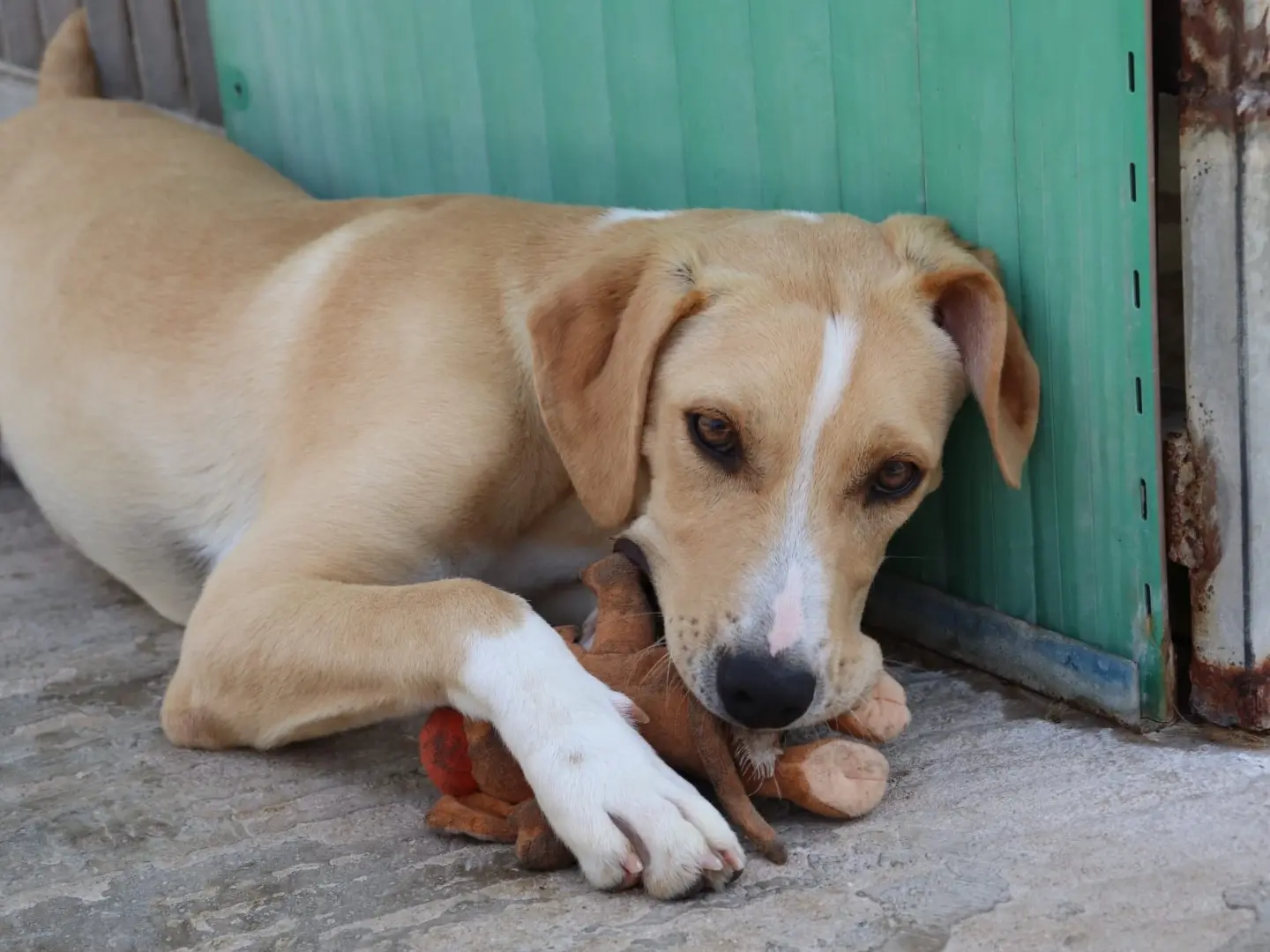 Adozione cane, maschio, Razza sconosciuta Razza sconosciuta, 1 anno e 9 mesi, taglia media, Sud