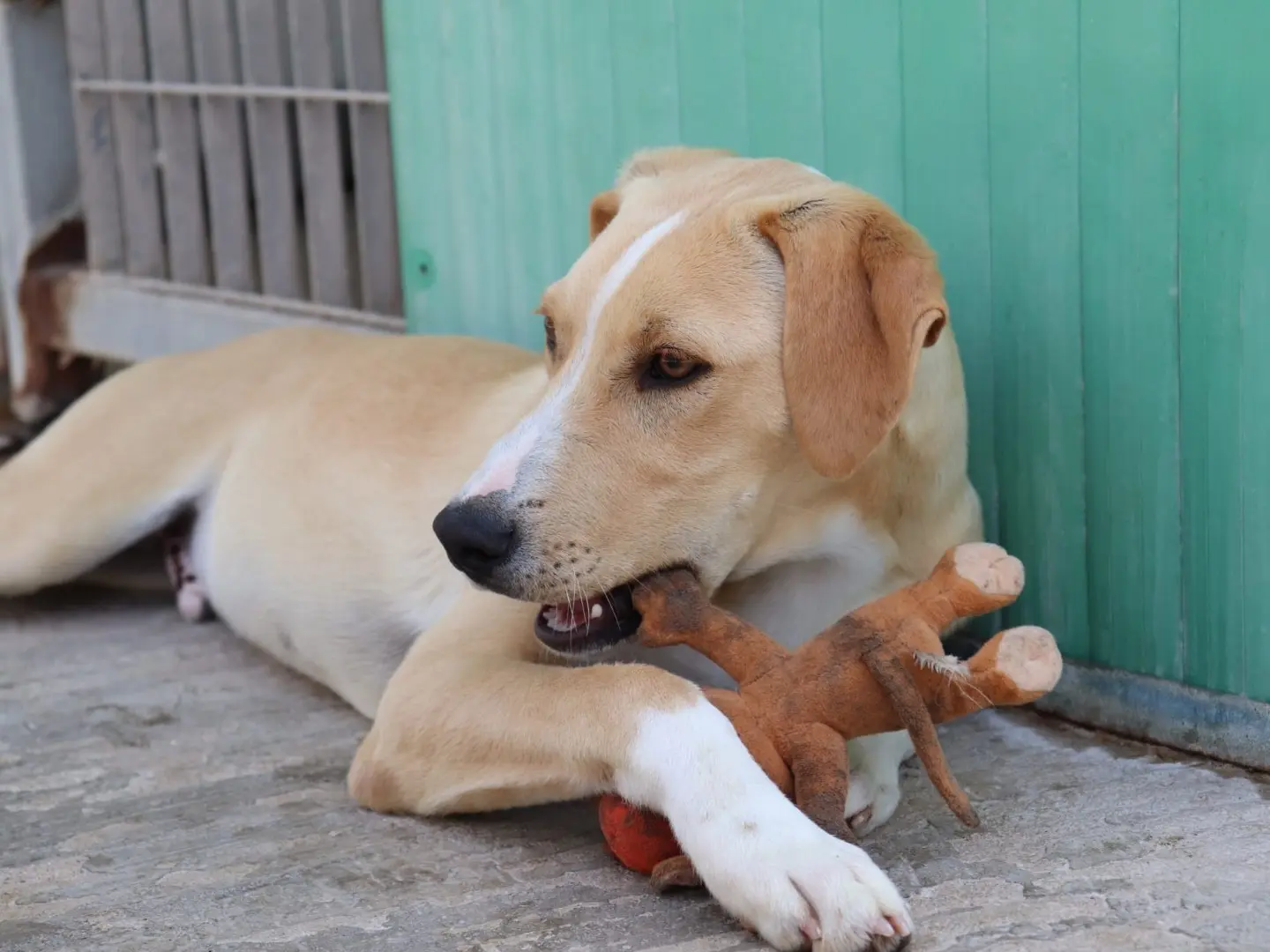 Adotta un cane, maschio, 1 anno e 9 mesi, Sud