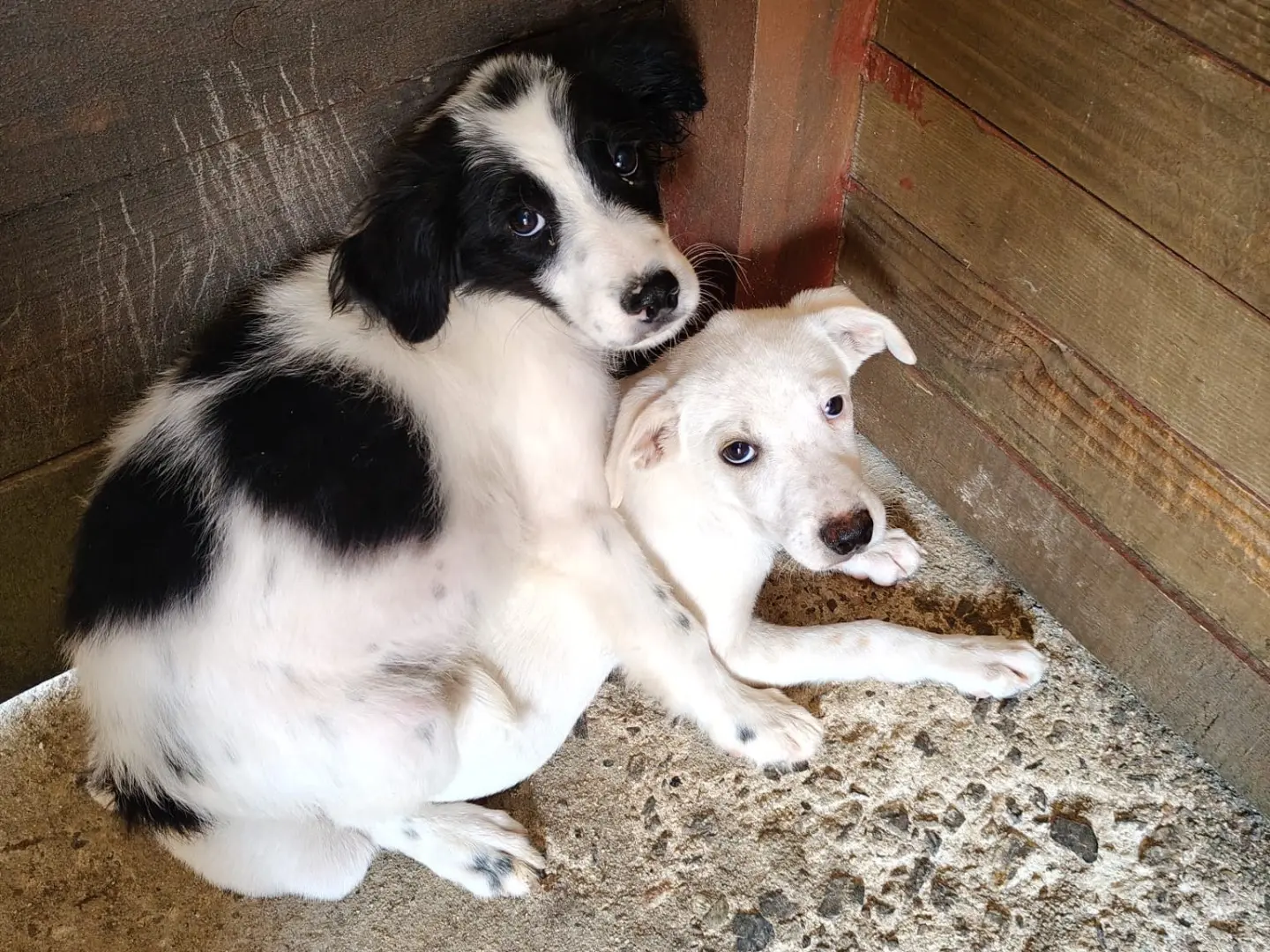 Adotta un cane, taglia media, femmina, Vibo