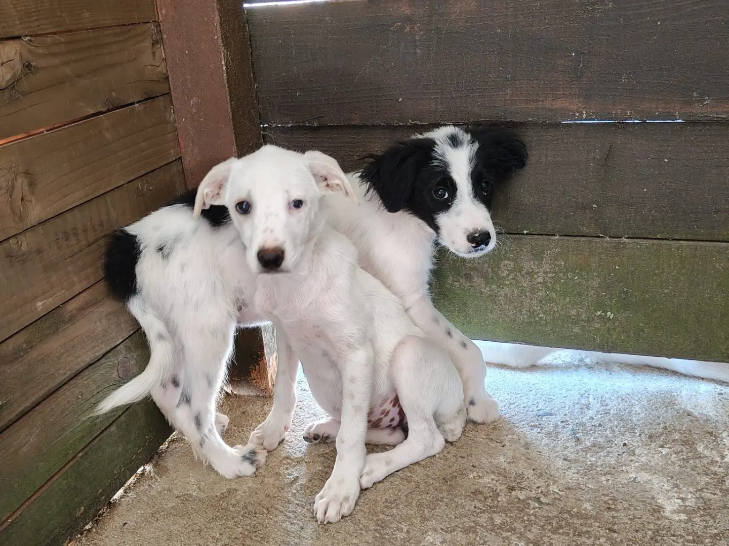 Adotta un cane, femmina, 1 anno e 4 mesi, Vibo