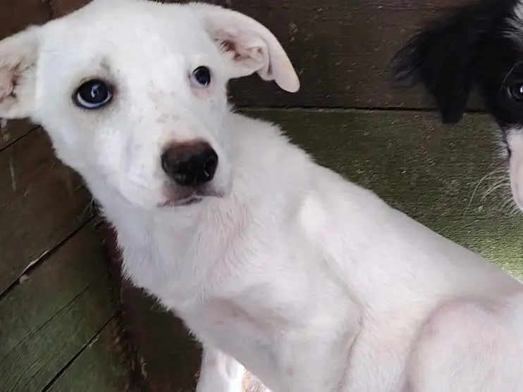 Adozione cane, femmina, Razza sconosciuta Razza sconosciuta, 1 anno e 4 mesi, taglia media, Vibo