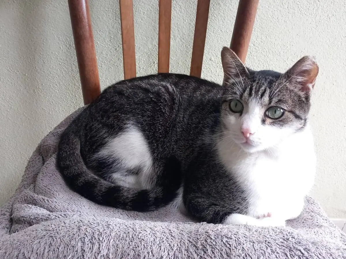 Adozione gatto, maschio, Razza sconosciuta Razza sconosciuta, 6 anni e 8 mesi, taglia non valida, Pisa