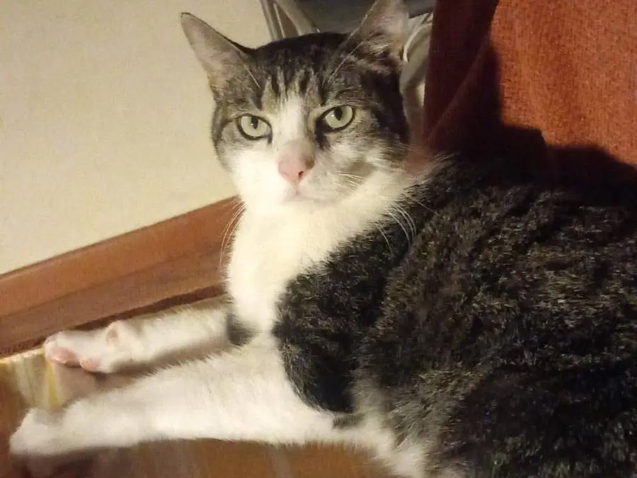 Adotta il gatto Pandoro a Pisa