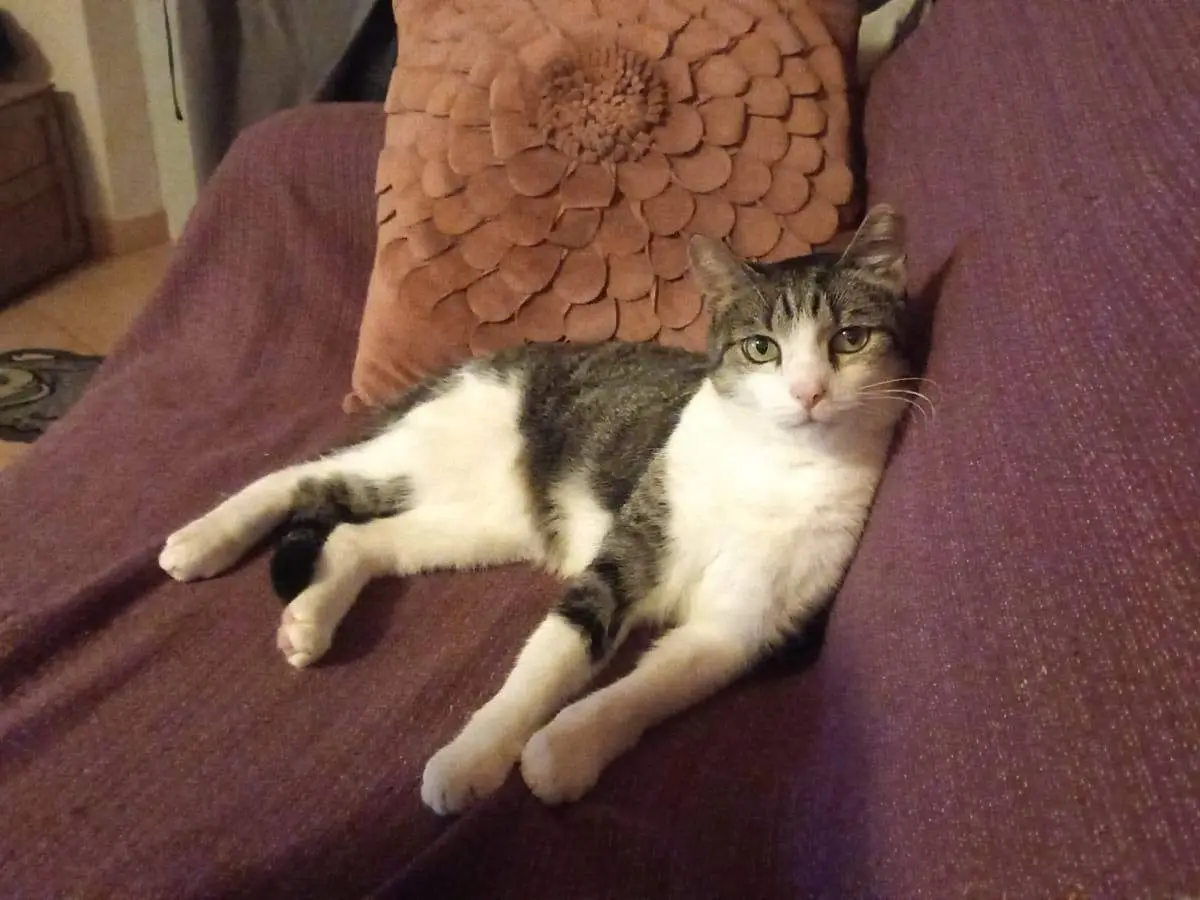 Adotta un gatto, maschio, 6 anni e 8 mesi, Pisa