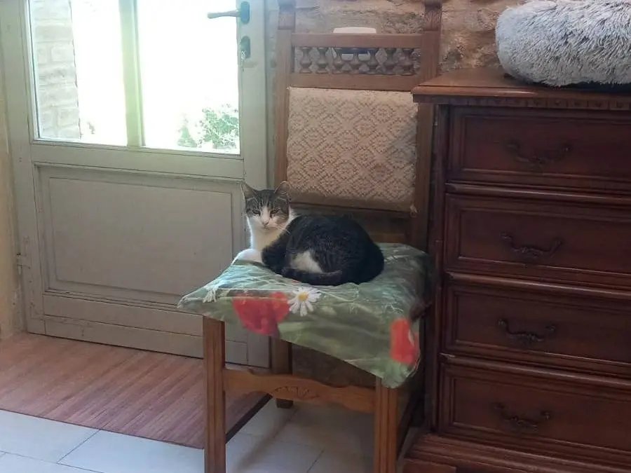 Vuoi adottare un gatto a Pisa?