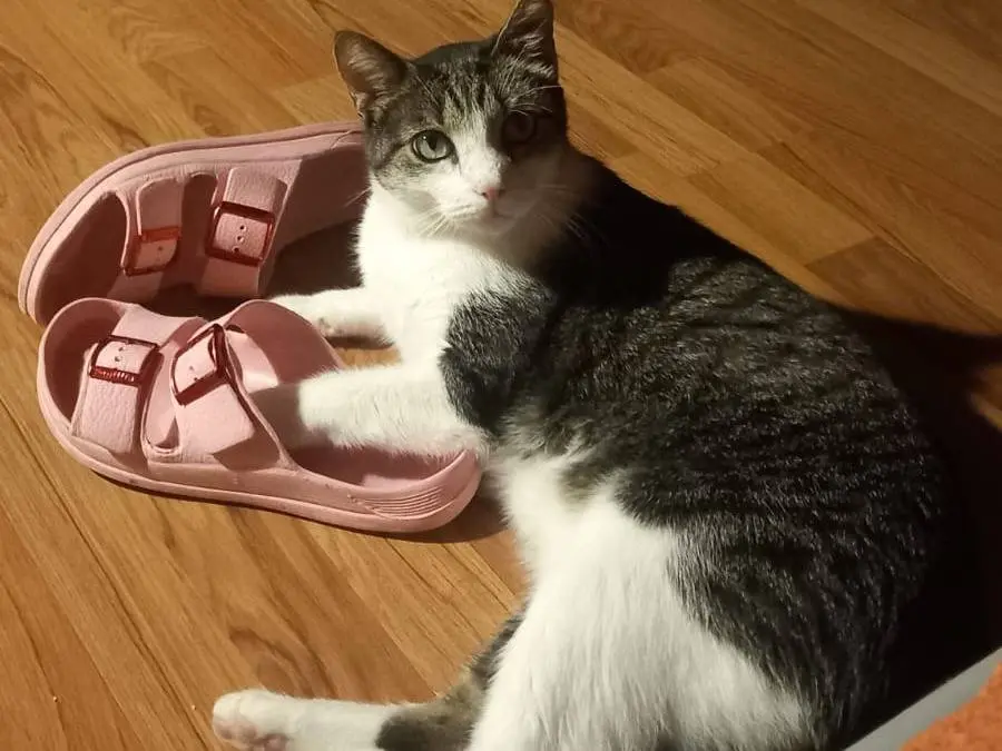 Adotta un gatto, taglia non valida, maschio, Pisa