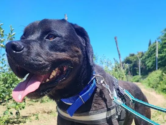 Adozione cane, maschio, Razza sconosciuta Razza sconosciuta, 7 anni e 10 mesi, taglia piccola, Napoli