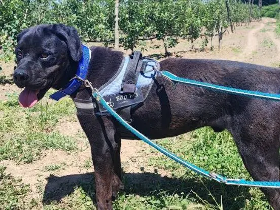 Adotta un cane, maschio, 7 anni e 10 mesi, Napoli