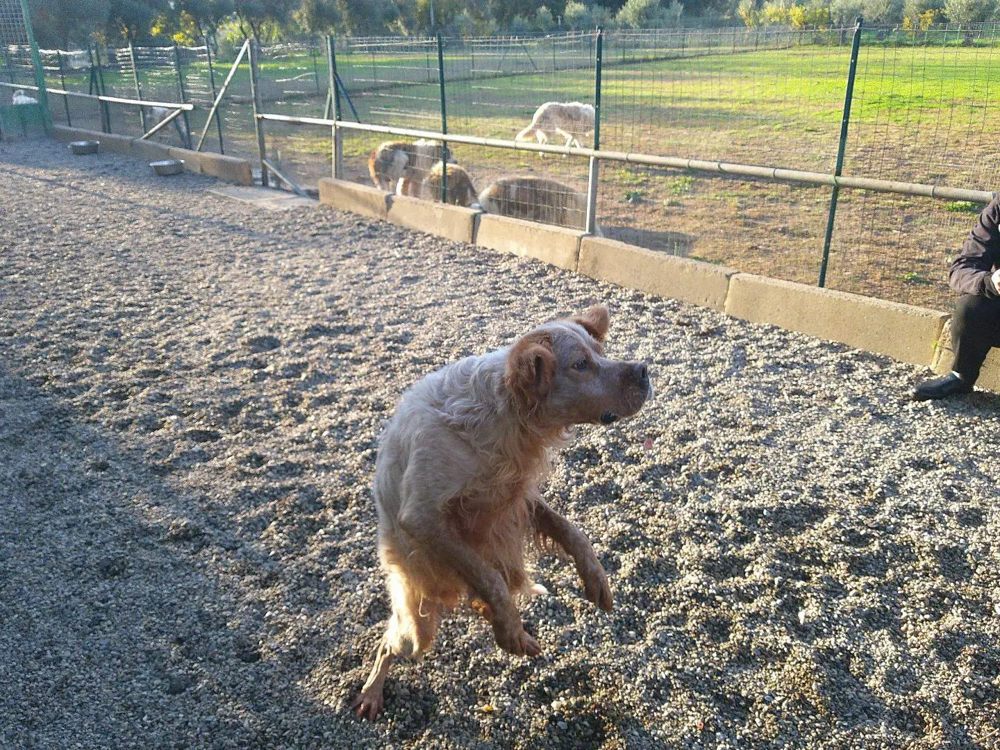 Vuoi adottare un cane a Reggio?