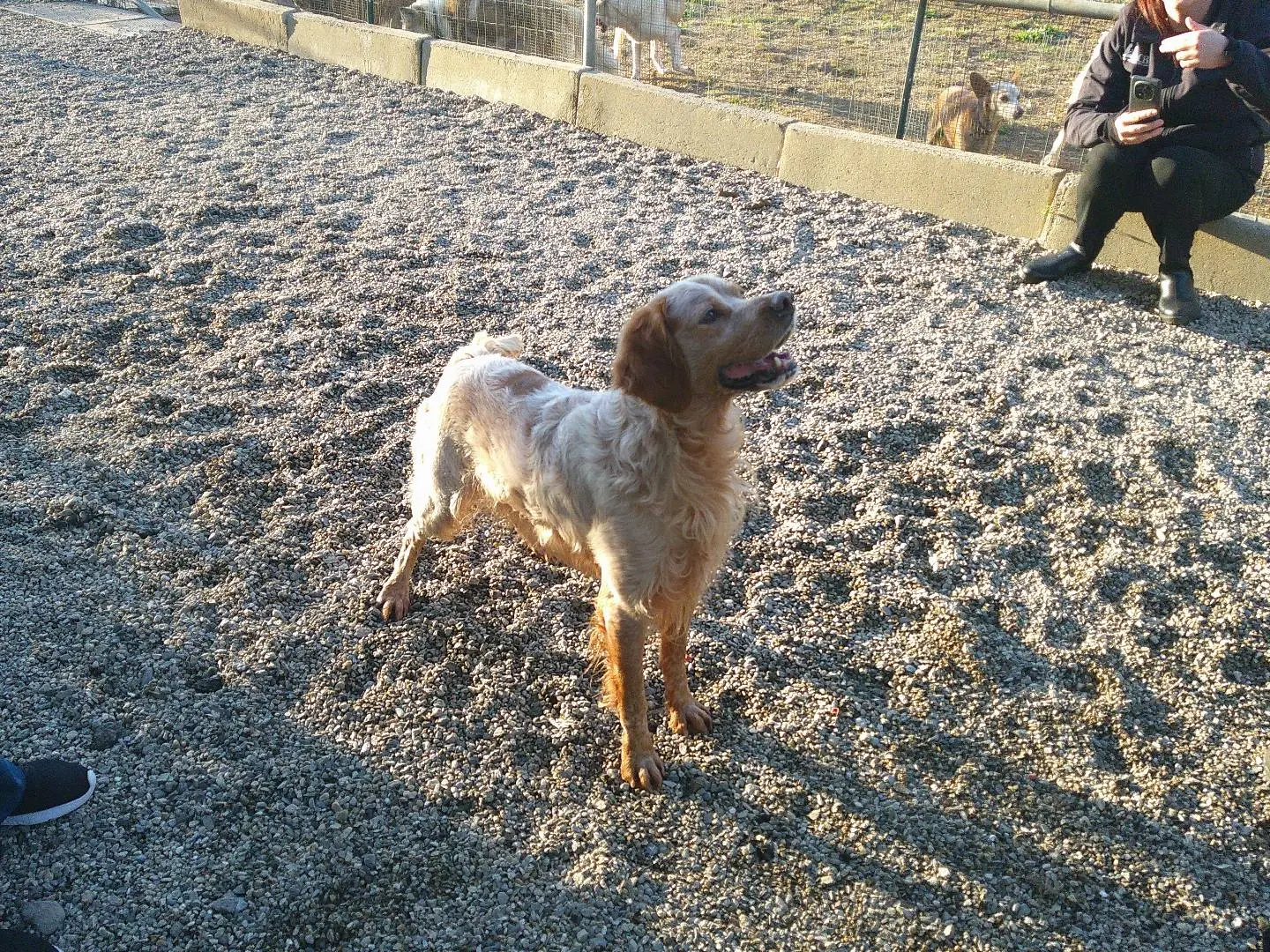 Adozione cane, maschio, Breton Razza sconosciuta, 6 anni e 11 mesi, taglia media, Reggio