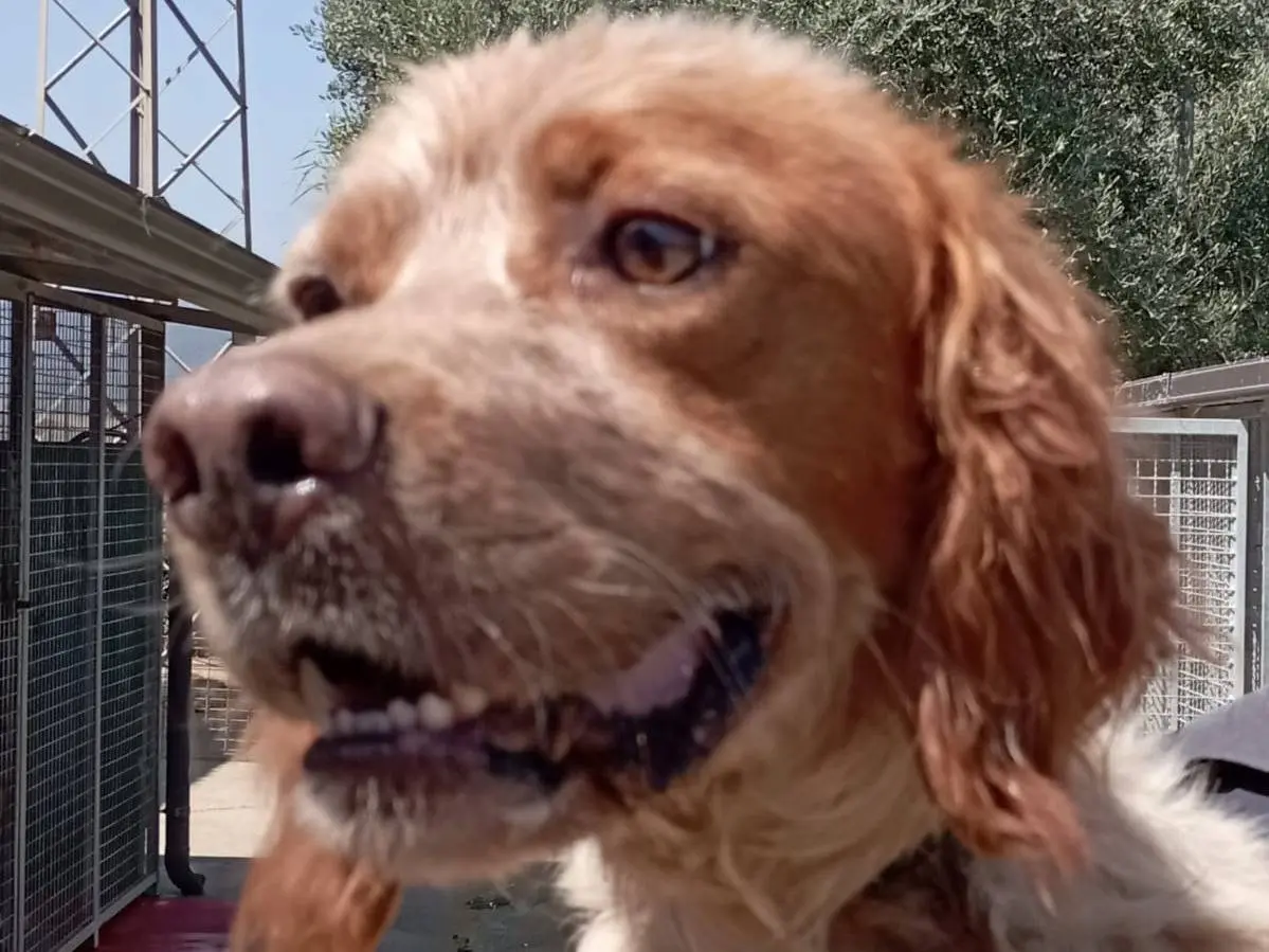 Adotta un cane, maschio, 6 anni e 11 mesi, Reggio