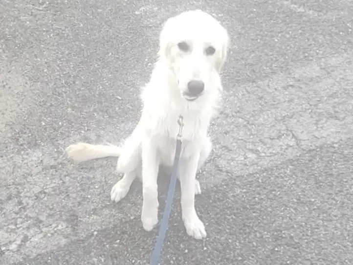 Adotta un cane, taglia grande, femmina, Vibo