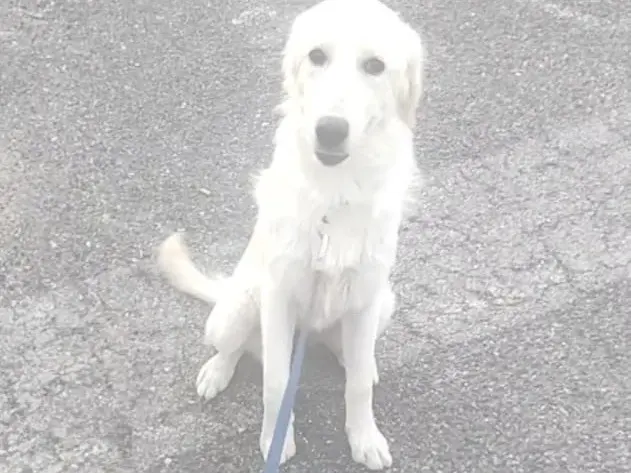 Adotta un cane, femmina, 8 mesi, Vibo