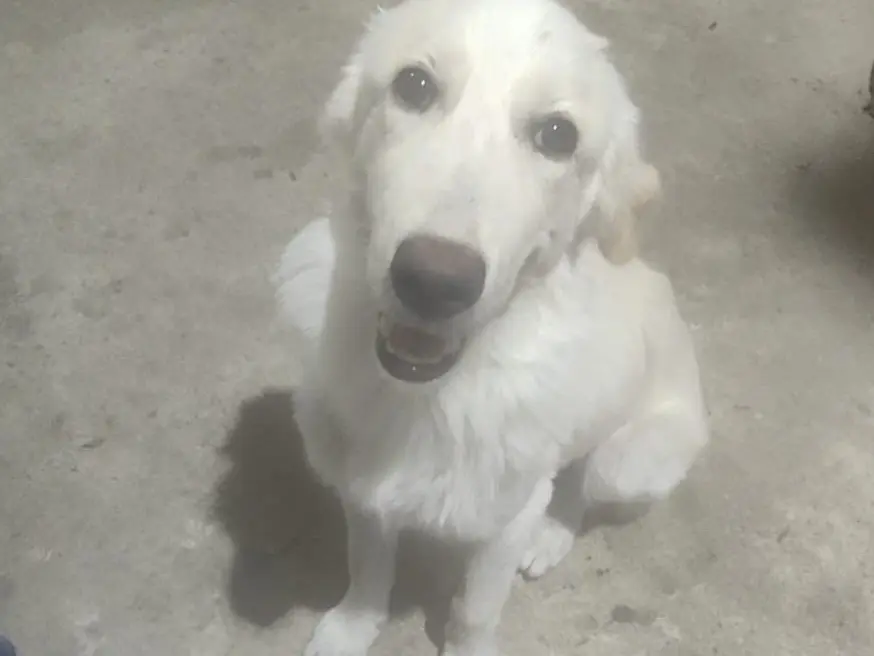 Adozione cane, femmina, Golden Retriever Razza sconosciuta, 8 mesi, taglia grande, Vibo