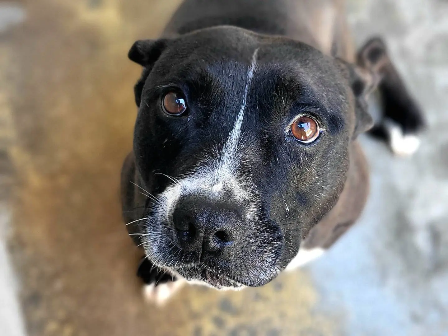 Adozione cane, maschio, Pitbull Razza sconosciuta, 11 anni, taglia media contenuta, Roma