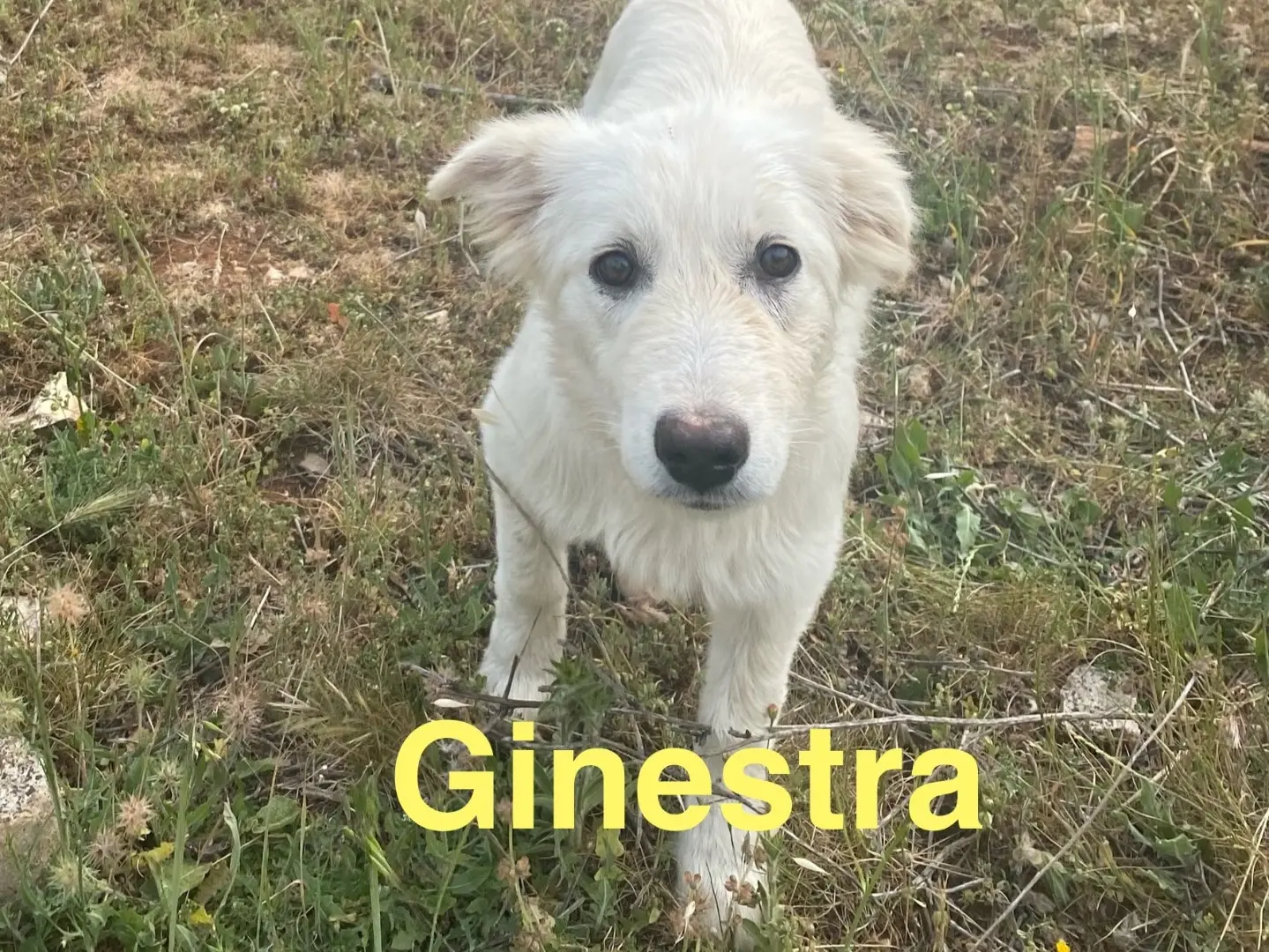 Adozione cane, femmina, Razza sconosciuta Razza sconosciuta, 2 anni e 8 mesi, taglia media contenuta, Bergamo