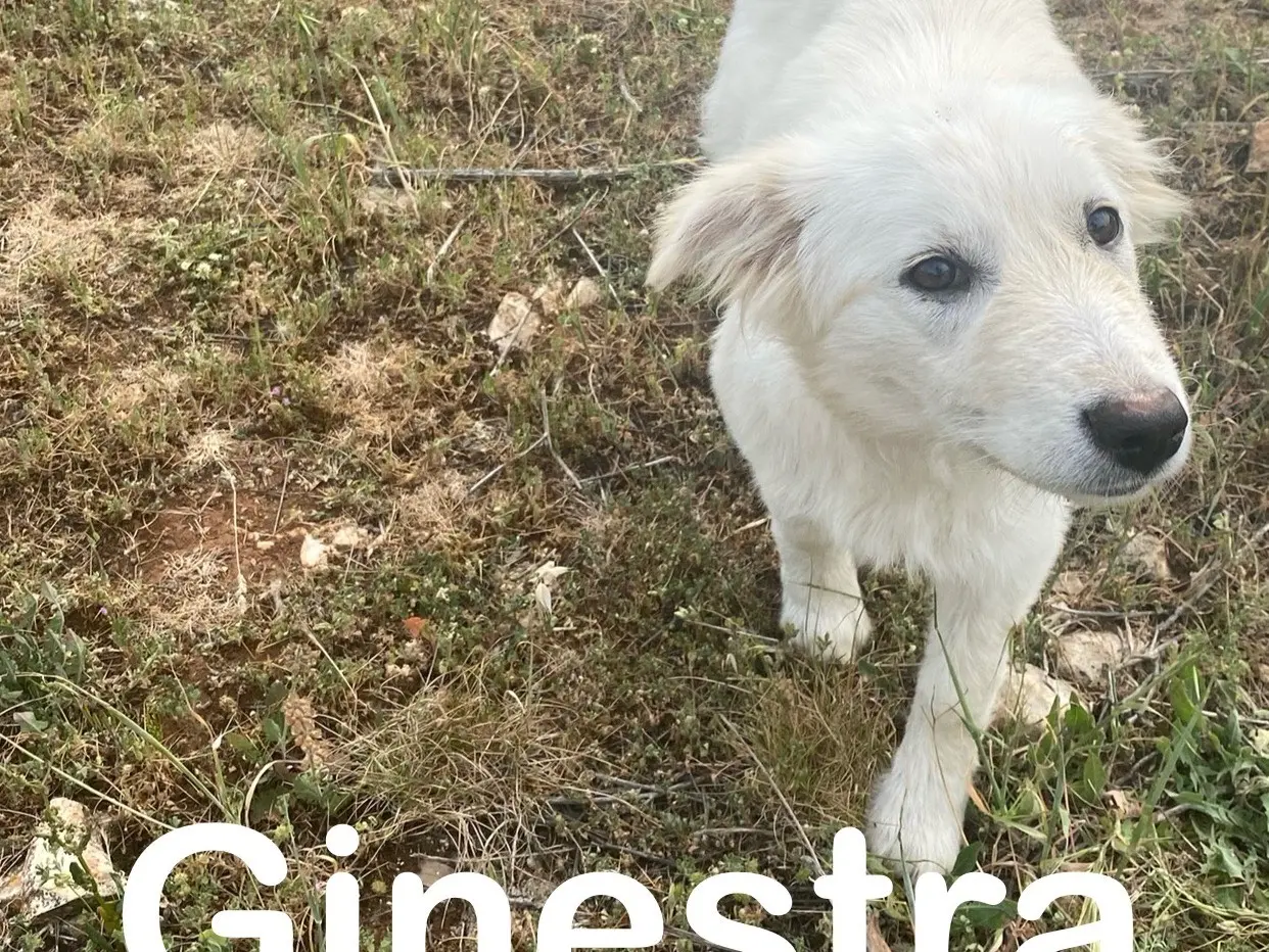 Adotta un cane, femmina, 2 anni e 8 mesi, Bergamo