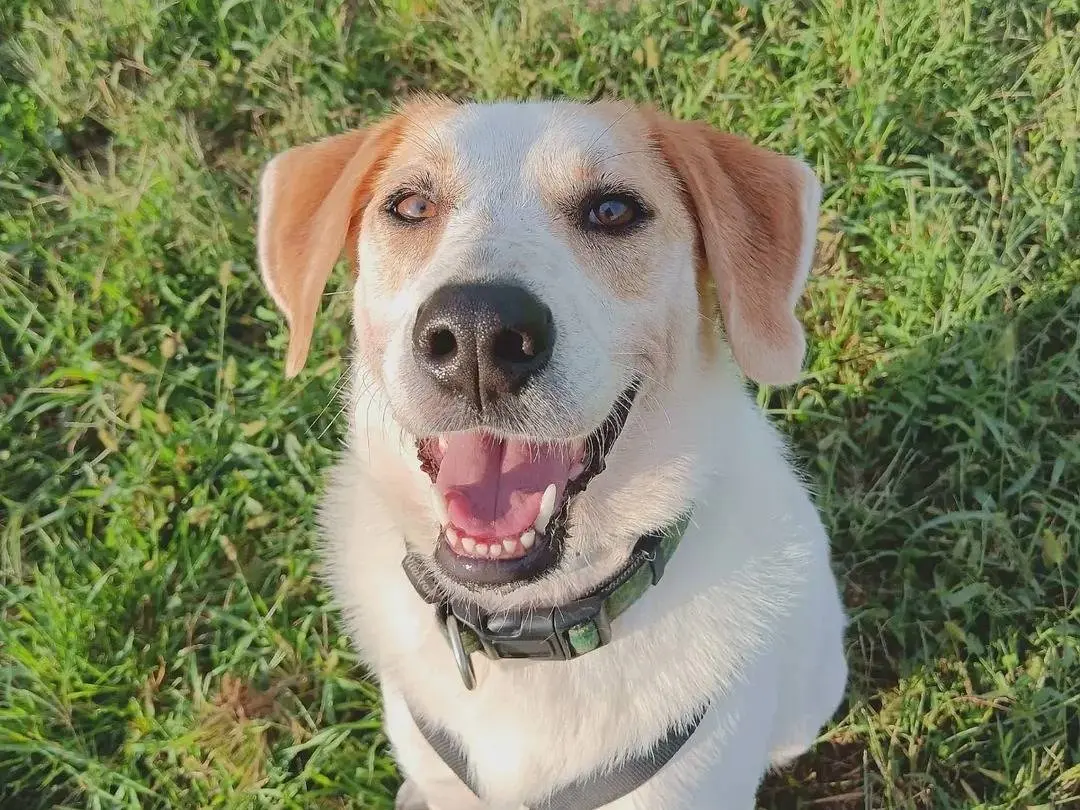 Adozione cane, femmina, Segugio Razza sconosciuta, 6 anni e 8 mesi, taglia media, Monza