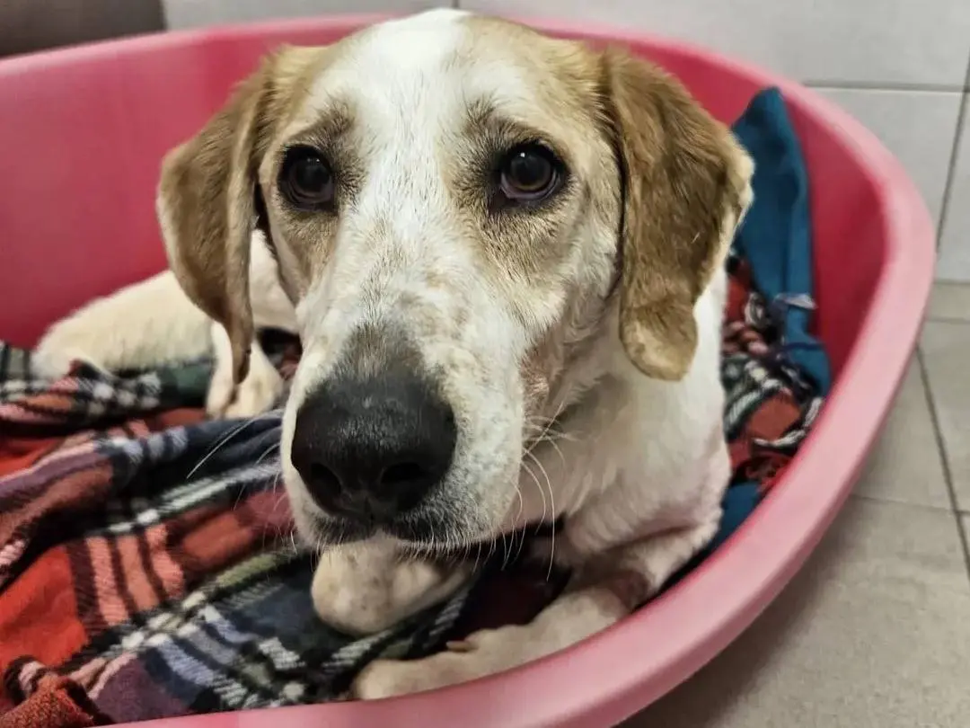 Adotta il cane Alfa a Monza