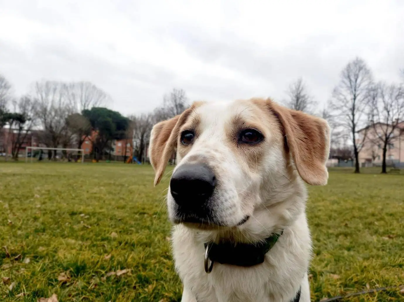 Adotta un cane, femmina, 6 anni e 8 mesi, Monza