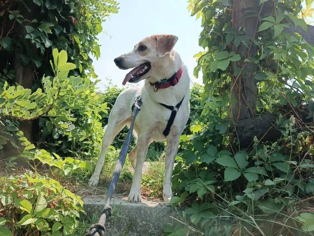 Vuoi adottare un cane a Monza?