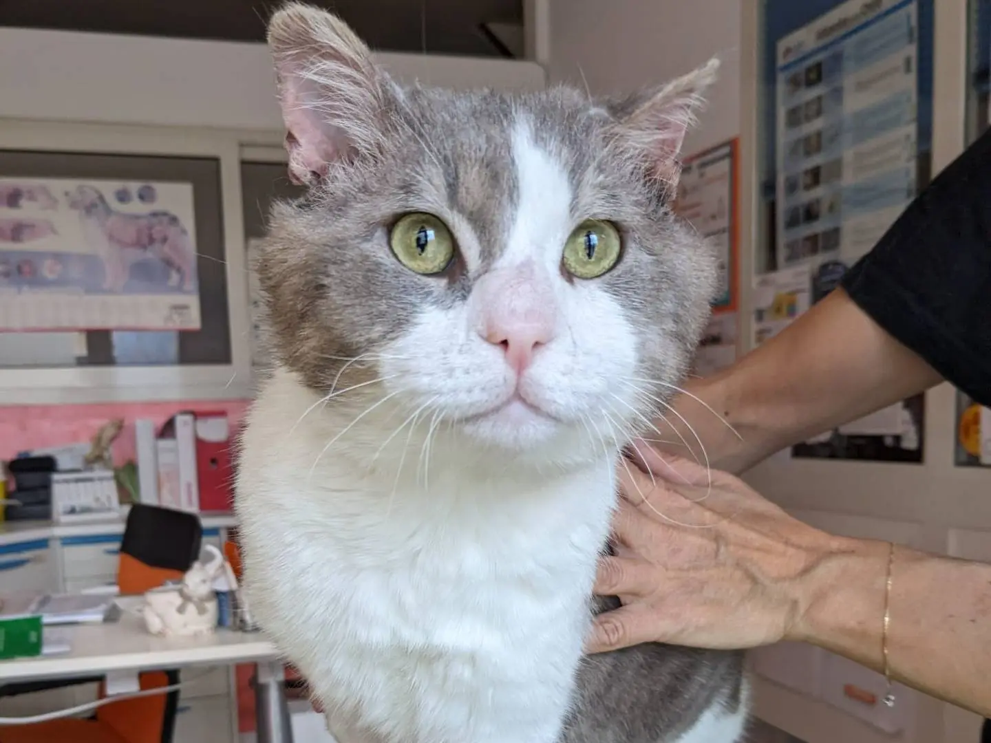 Adotta un gatto, maschio, 4 anni e 4 mesi, Caserta