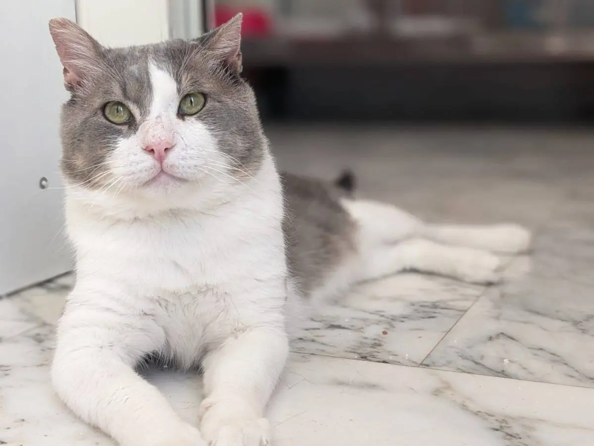 Vuoi adottare un gatto a Caserta?