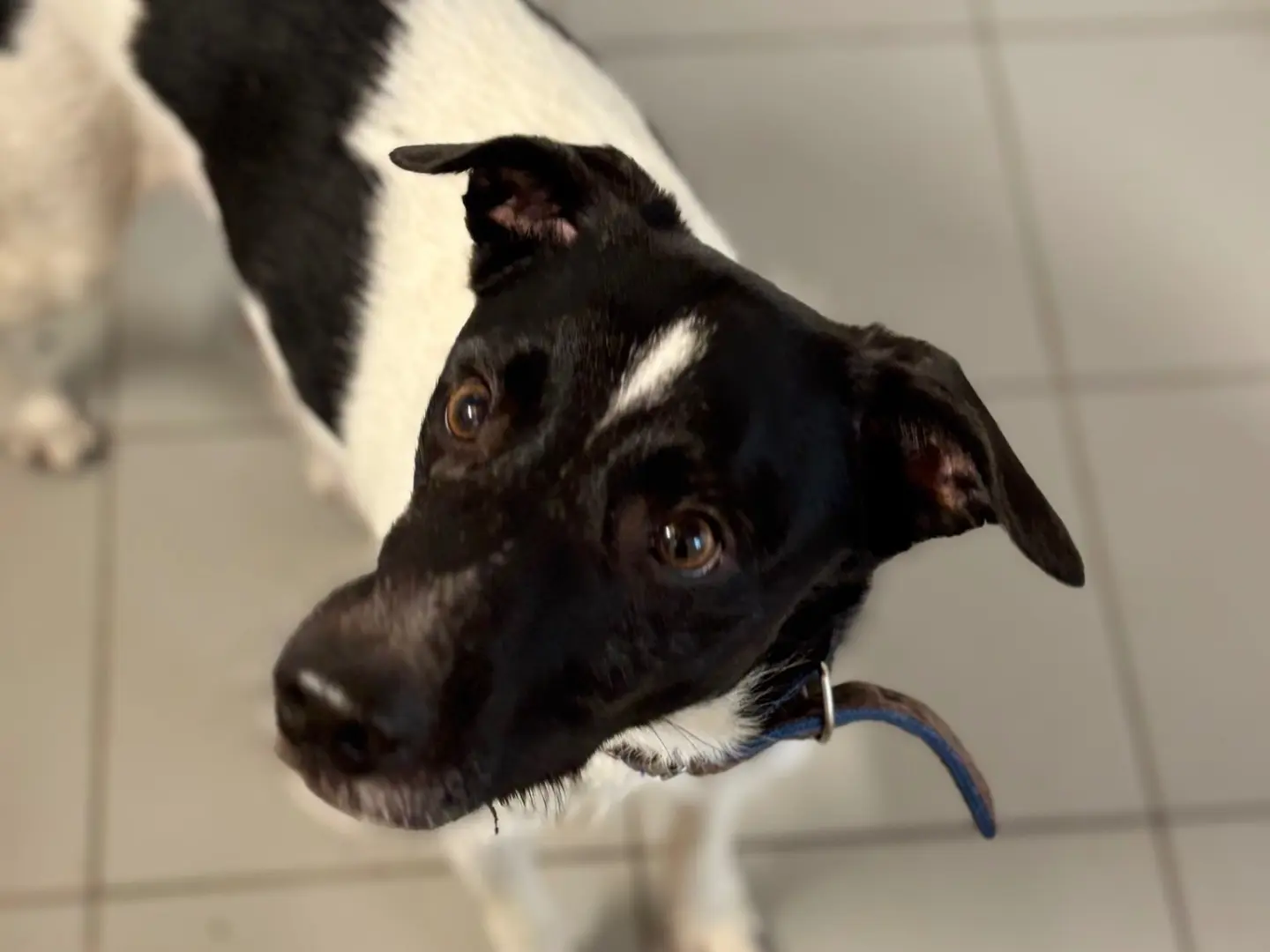 Adotta il cane Donny a Savona