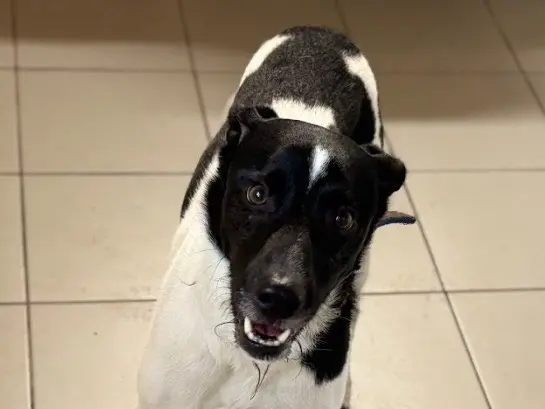 Adotta un cane, taglia media contenuta, maschio, Savona