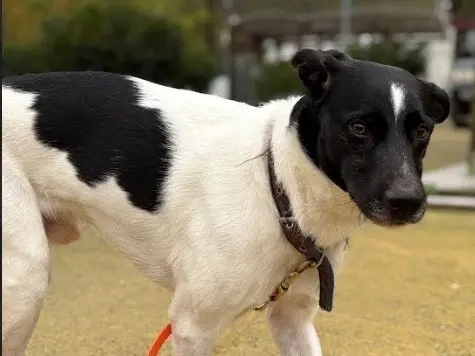 Adotta un cane, maschio, 5 anni e 4 mesi, Savona