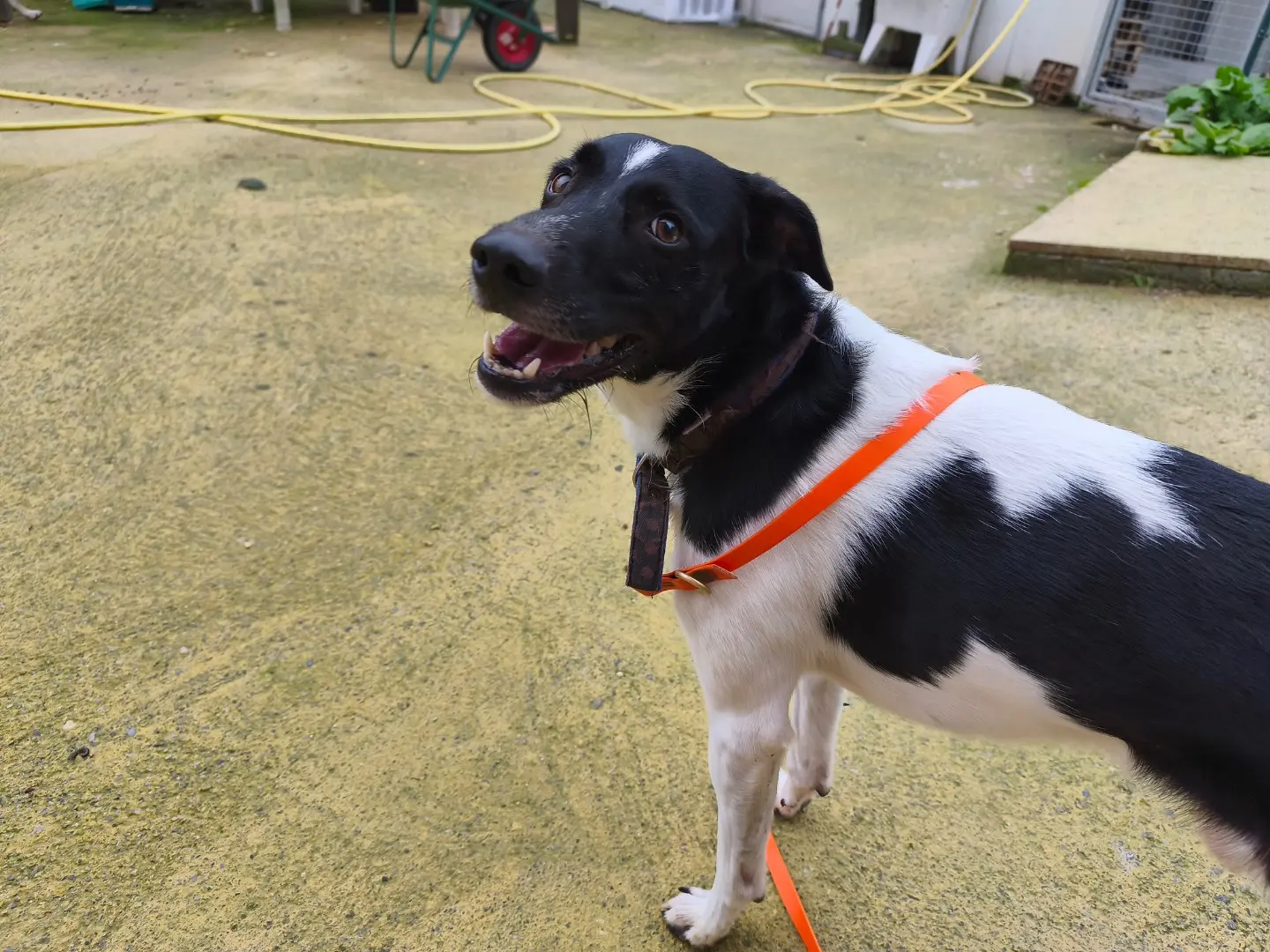 Adozione cane, maschio, Razza sconosciuta Razza sconosciuta, 5 anni e 4 mesi, taglia media contenuta, Savona