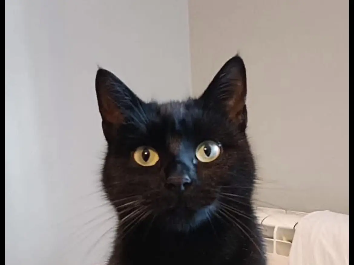 Adozione gatto, femmina, Razza sconosciuta Razza sconosciuta, 11 mesi, taglia non valida, Torino