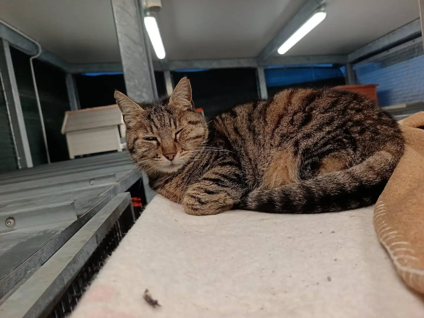 Adozione gatto, femmina, Razza sconosciuta Razza sconosciuta, 13 anni e 9 mesi, taglia non valida, Ravenna