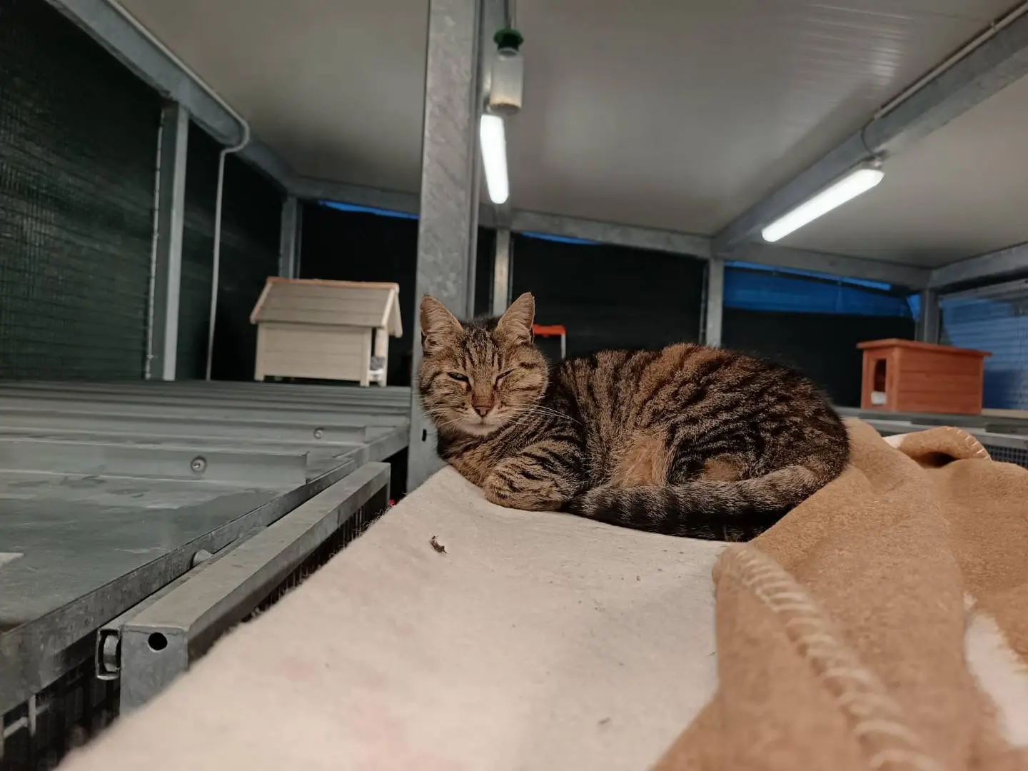 Vuoi adottare un gatto a Ravenna?