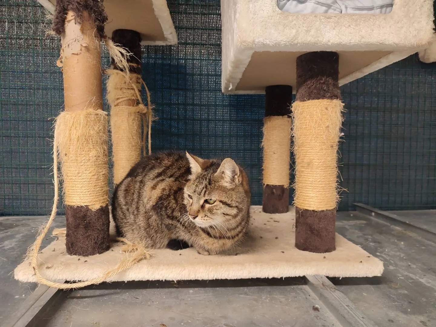 Adotta un gatto, femmina, 13 anni e 9 mesi, Ravenna
