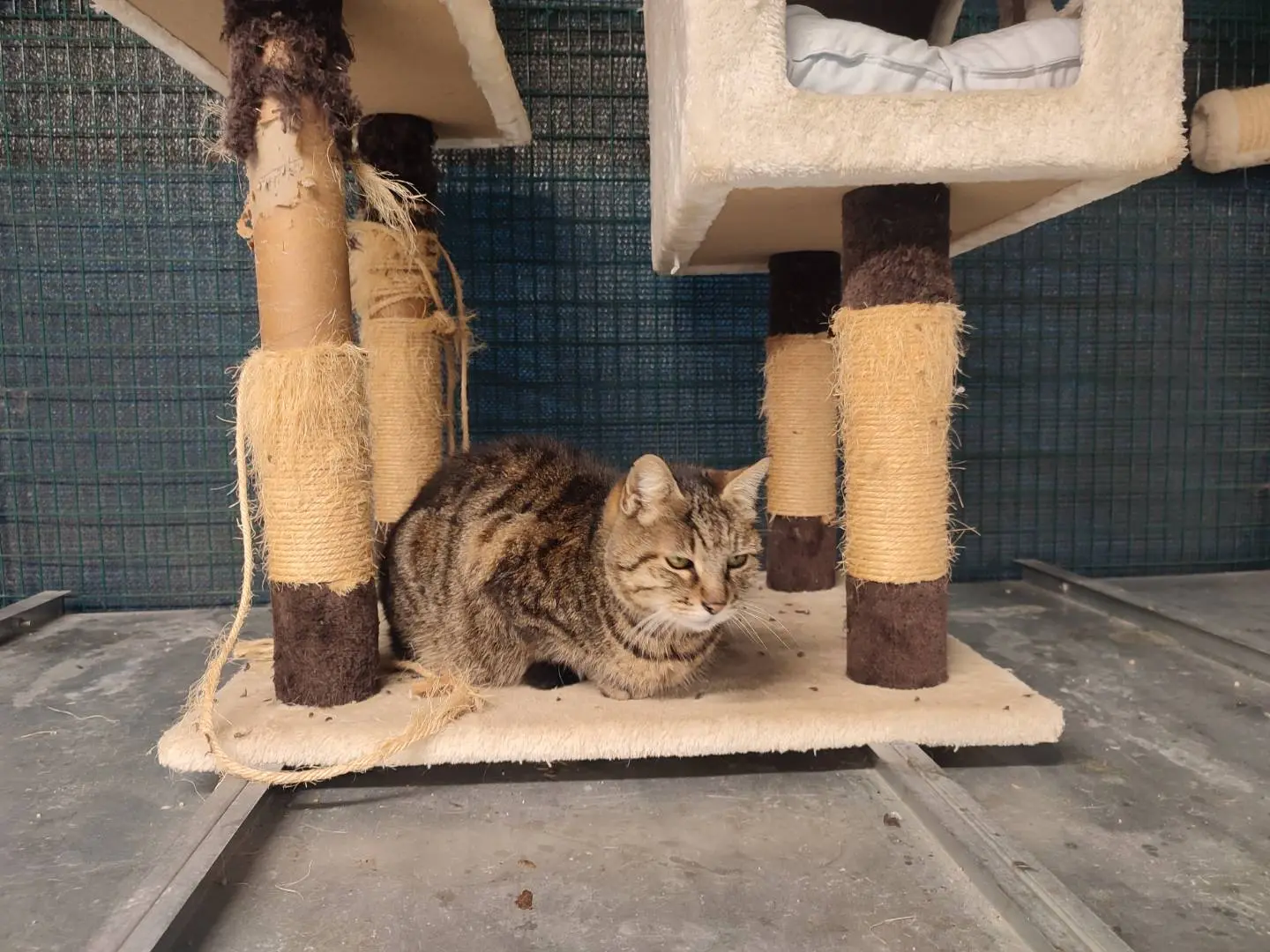Adotta un gatto, taglia non valida, femmina, Ravenna