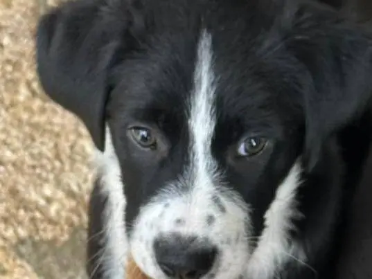 Adozione cane, maschio, Razza sconosciuta Razza sconosciuta, 9 mesi, taglia media, Trapani