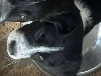 Adotta un cane, maschio, 9 mesi, Trapani