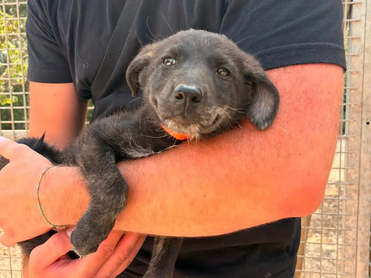 Adotta un cane, femmina, 5 mesi, Taranto