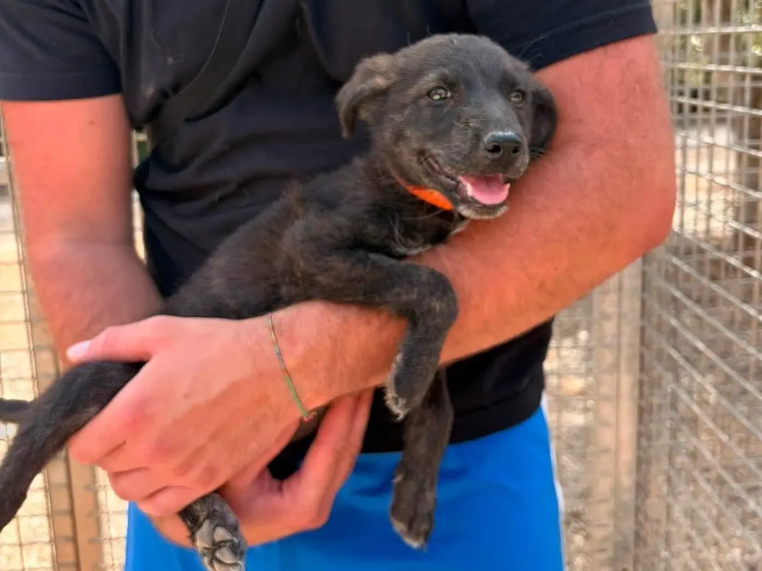 Adozione cane, femmina, Razza sconosciuta Razza sconosciuta, 5 mesi, taglia media, Taranto