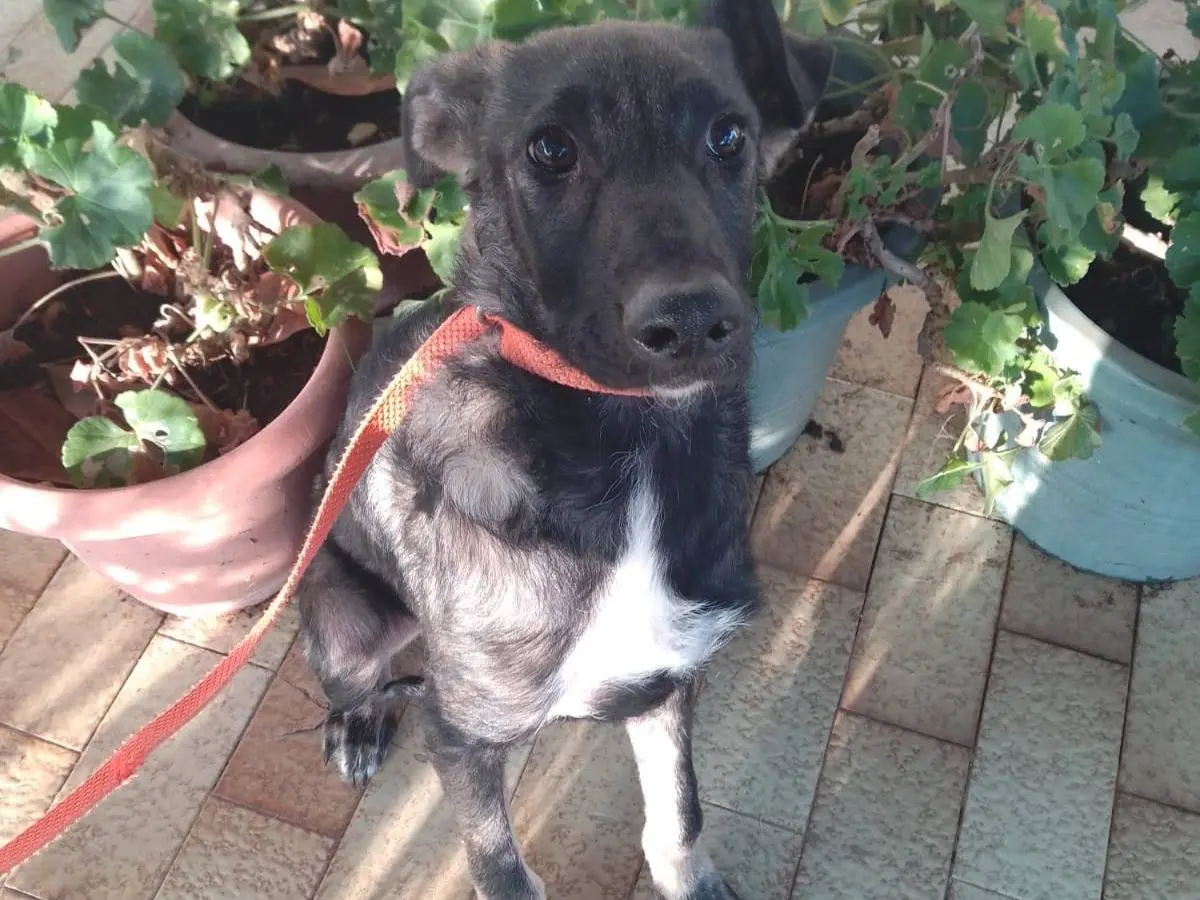Vuoi adottare un cane a Avellino?