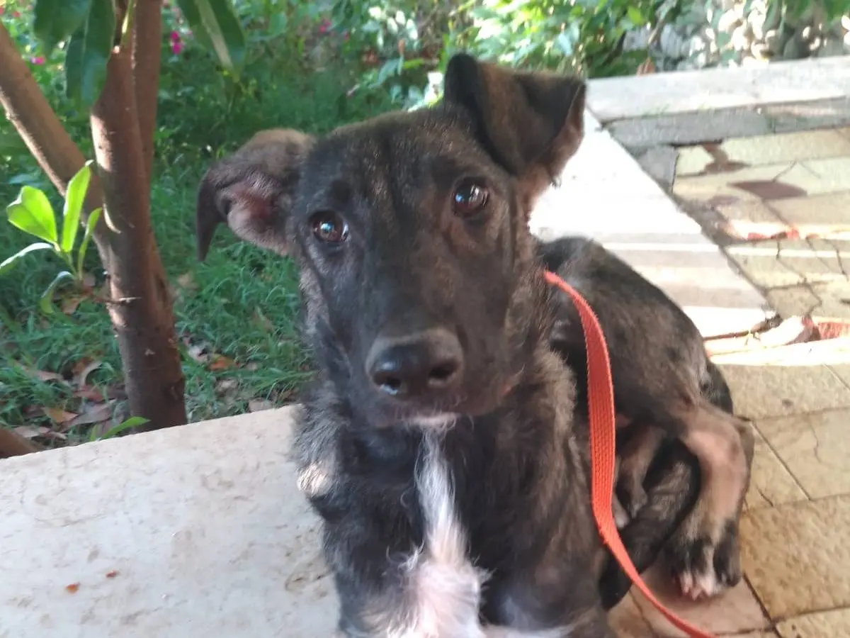Adozione cane, femmina, Razza sconosciuta Razza sconosciuta, 1 anno e 4 mesi, taglia media, Avellino