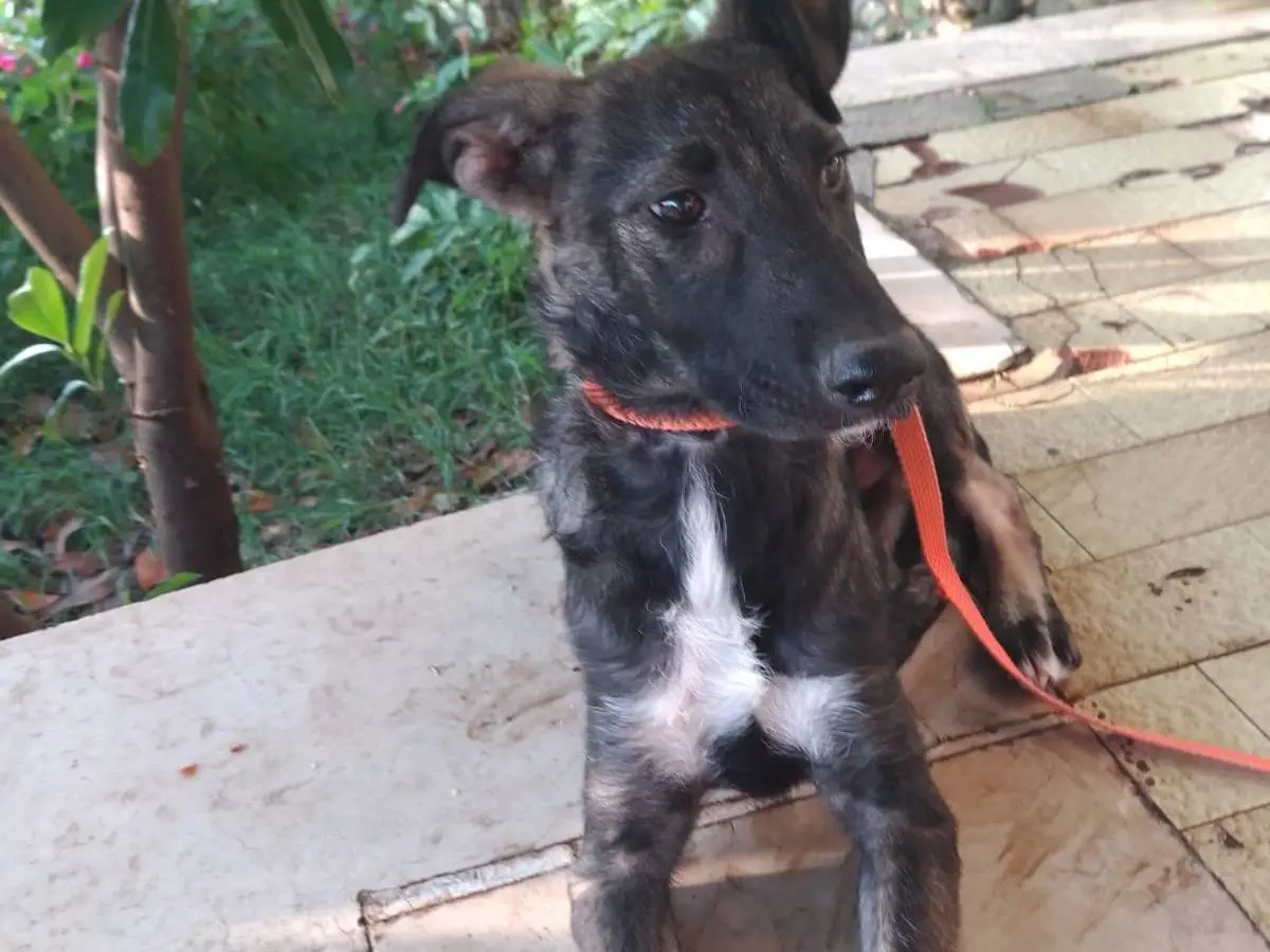 Adotta un cane, femmina, 1 anno e 4 mesi, Avellino