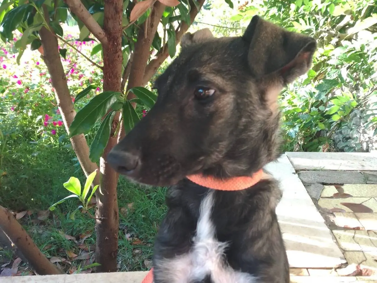 Adotta un cane, taglia media, femmina, Avellino