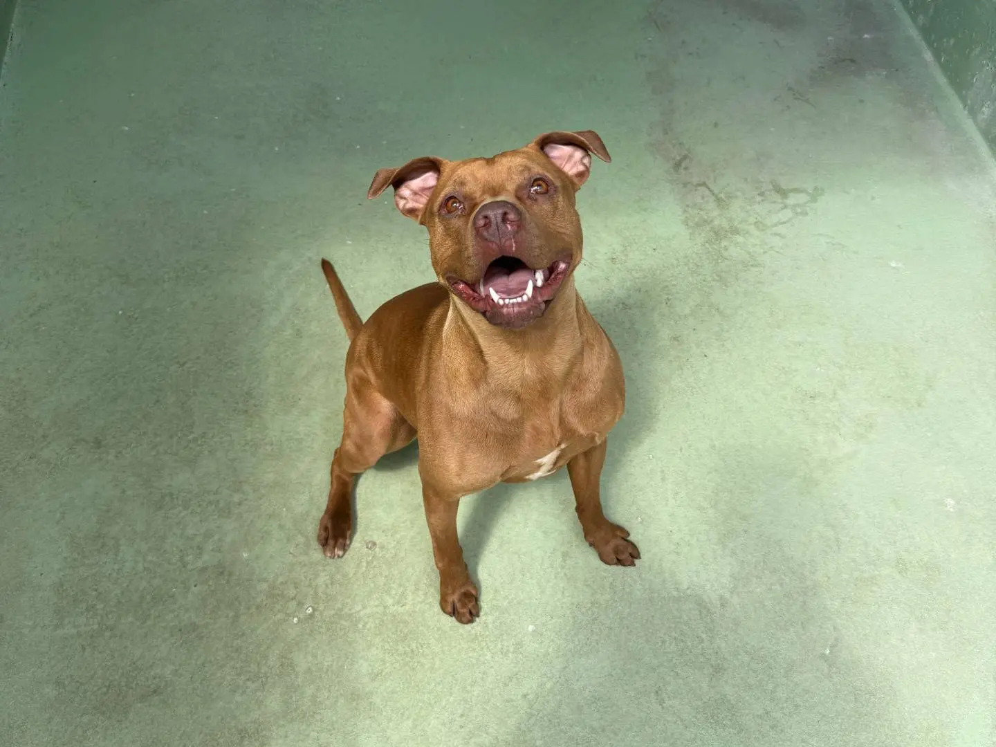 Adozione cane, femmina, Pitbull Razza sconosciuta, 6 anni e 4 mesi, taglia media, Trento