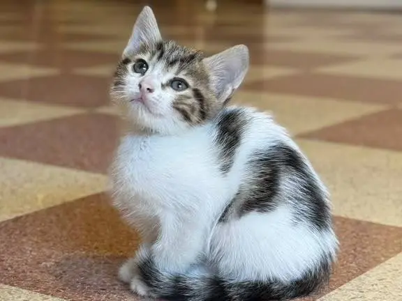 Adozione gatto, maschio, Razza sconosciuta Razza sconosciuta, 1 mese, taglia non valida, Genova