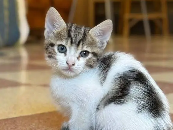 Adotta un gatto, taglia non valida, maschio, Genova