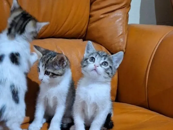 Adotta il gatto Burt a Genova