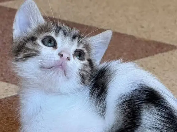 Adotta un gatto, maschio, 1 mese, Genova